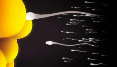 How long does it take for sperm to fertilize an egg