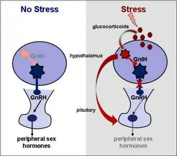 How Stress Impacts Reproductive Health