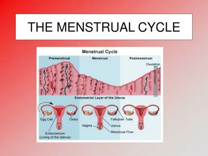 How Your Menstrual Cycle Affects Fertility