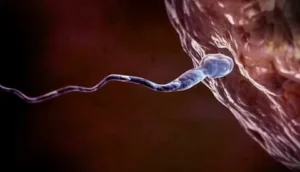 Restoring Sperm Production from Frozen Childhood Tissue