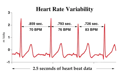 heart rate variability and cycle